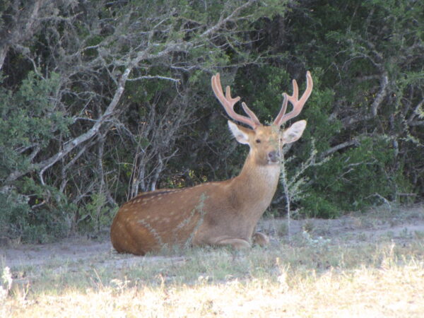 Barasingha for Sale