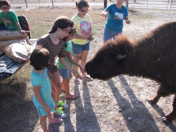 (Bison) Buffalo for Sale - Image 10