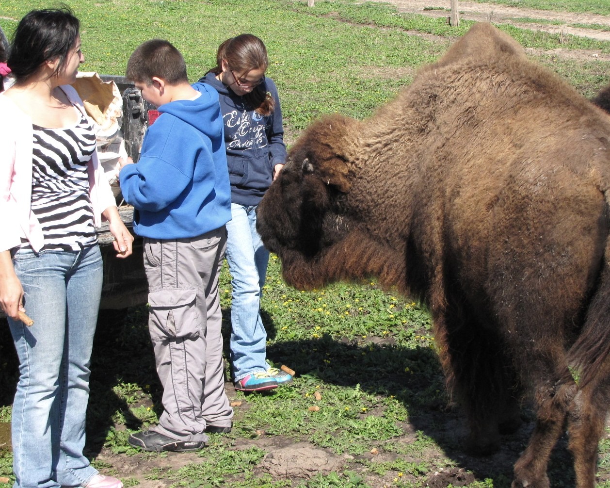 (Bison) Buffalo for Sale