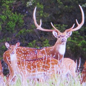 Fallow Deer for Sale