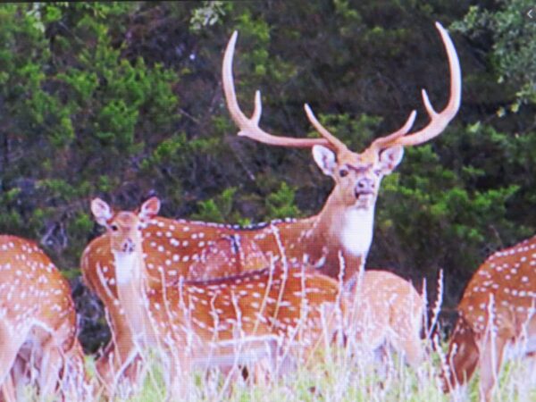 Fallow Deer for Sale