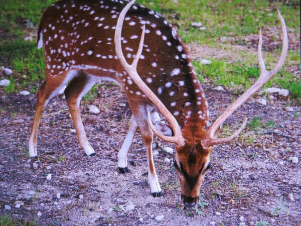 Fallow Deer for Sale - Image 2