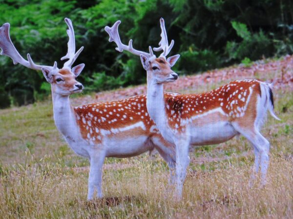 Fallow Deer for Sale - Image 3