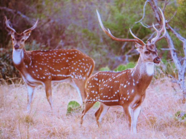 Fallow Deer for Sale - Image 4