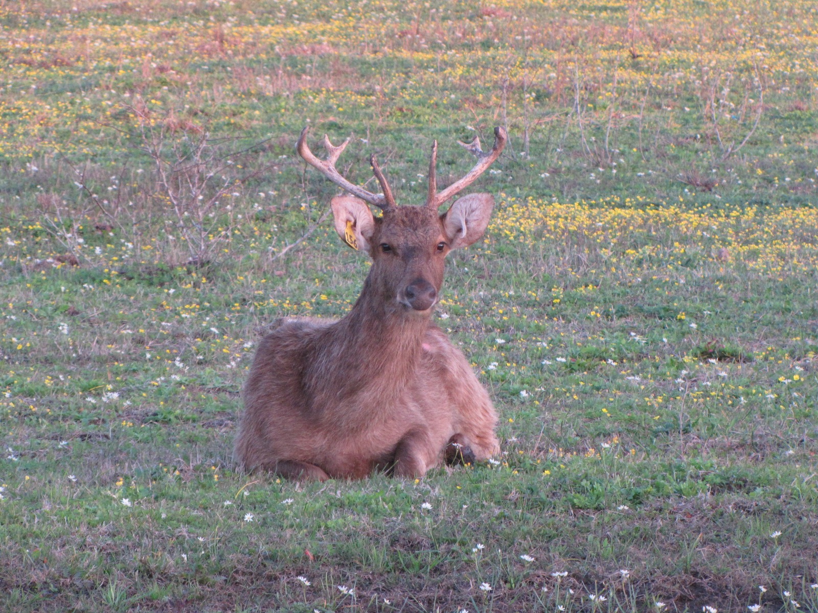 Pere David’s Deer for Sale