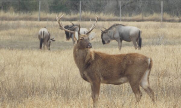 Pere David’s Deer for Sale - Image 3