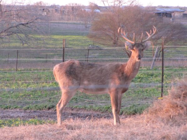 Pere David’s Deer for Sale