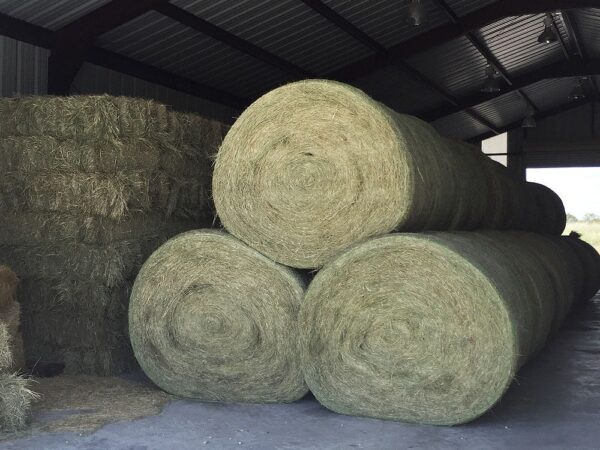 Quality Fertilized Coastal Horse Hay - Image 6