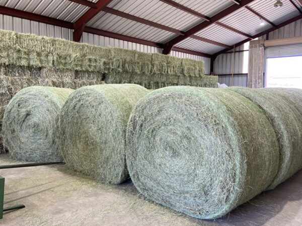 Quality Fertilized Coastal Horse Hay - Image 7