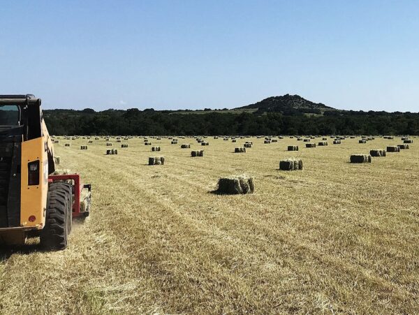 Quality Fertilized Coastal Horse Hay - Image 9