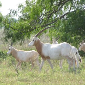 Scimitar Horned Oryx for Sale