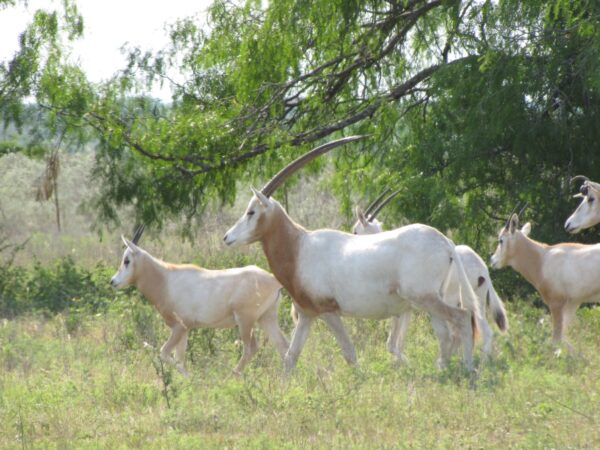 Scimitar Horned Oryx for Sale