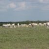 Scimitar Horned Oryx for Sale