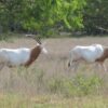 Scimitar Horned Oryx for Sale - Image 2