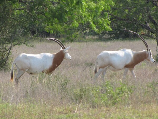 Scimitar Horned Oryx for Sale - Image 2