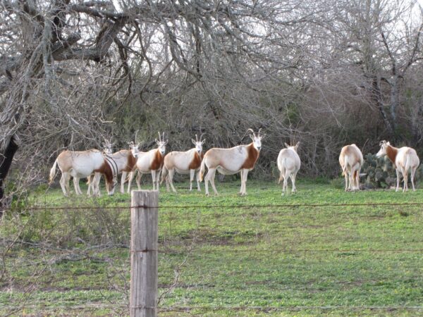 Scimitar Horned Oryx for Sale - Image 4