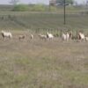 Scimitar Horned Oryx for Sale - Image 5