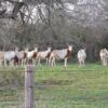 Scimitar Horned Oryx for Sale - Image 6