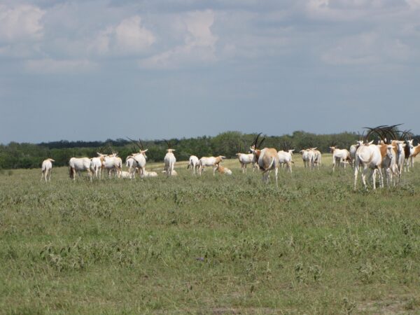 Scimitar Horned Oryx for Sale