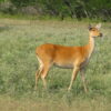 Barasingha for Sale - Image 5