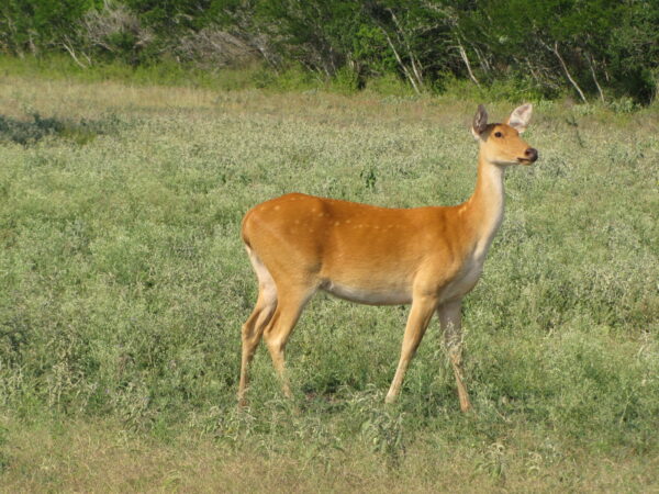 Barasingha for Sale - Image 5