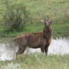 Barasingha for Sale - Image 4