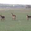 Waterbuck for Sale - Image 5