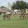 Waterbuck for Sale - Image 2
