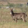 Waterbuck for Sale