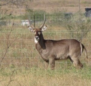 Waterbuck for Sale