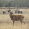 Waterbuck for Sale - Image 3