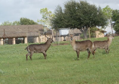 Waterbuck for Sale