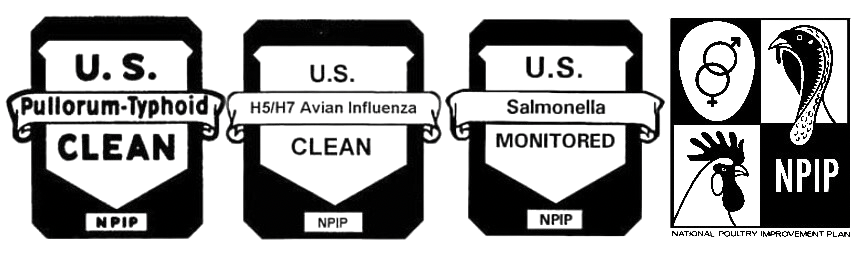 Swans | Swan Farms LLC