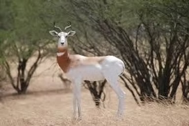 Dama Gazelle For Sale