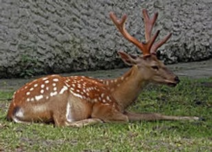 Dybowski Sika for sale