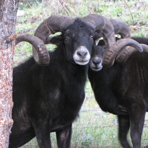 Hawaiian Black Sheep