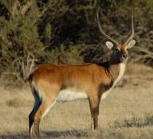 Lechwe