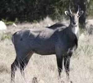 Nilgai