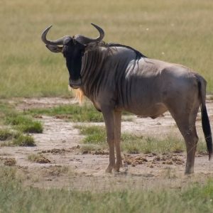 Wildebeest