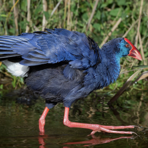 Purple Swamphen
