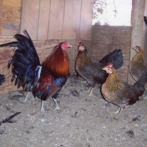 Black Breasted Red Jungle Fowl Standard Old English Chicks, Not Sexed