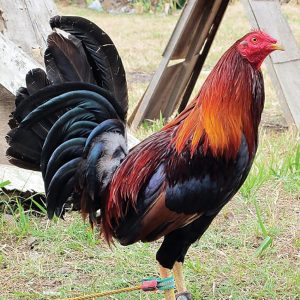 Black Breasted Red Standard Old English Chicks, Not Sexed