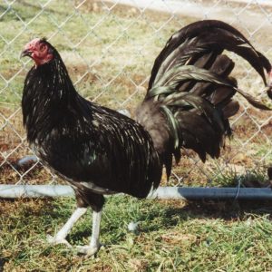 Black Standard Old English Chicks, Not Sexed