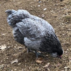 Blue Ameraucana Chicks