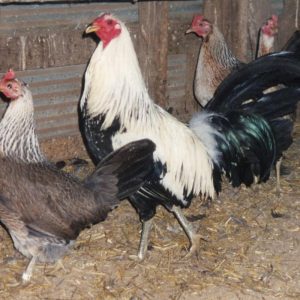 Silver Duckwing Jungle Fowl Standard Old English Chicks, Not Sexed