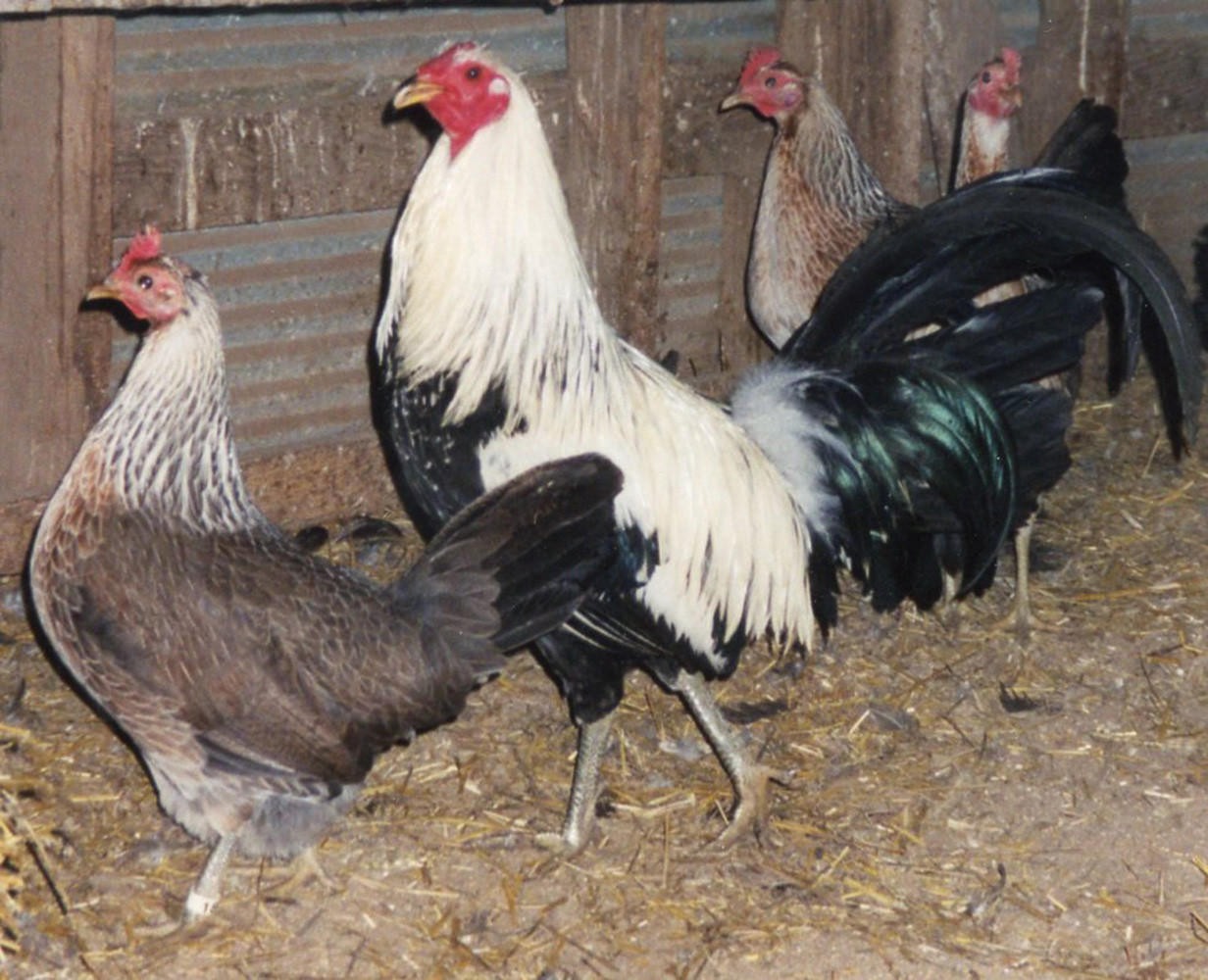 Silver Duckwing Jungle Fowl Standard Old English Chicks, Not Sexed