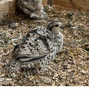Snowflake Bobwhite Quail, Adult Pair