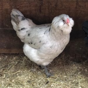 Splash Ameraucana Chicks