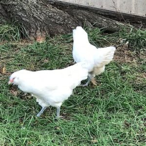 White Ameraucana Chicks