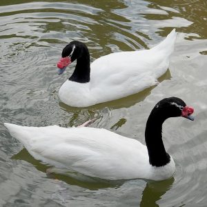 Black Neck Swans